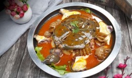 麻辣甲鱼爆料视频教程,麻辣鲜香，一学就会